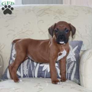 Limosine, Boxer Puppy